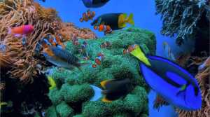 Aquarium 1